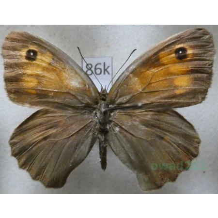 Maniola jurtina (Linnaeus, 1758) female Przestrojnik jurtina Romania86k